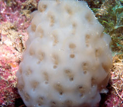 An ascidian from the Atlantic Ocean, Stomozoa gigantea. Photo by Tito Monteiro da Cruz Lotufo